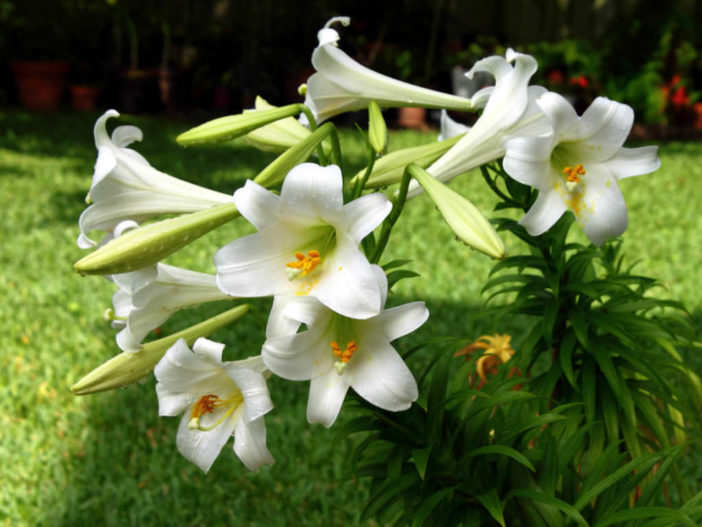 Lilium longiflorum (Easter Lily) World of Flowering Plants