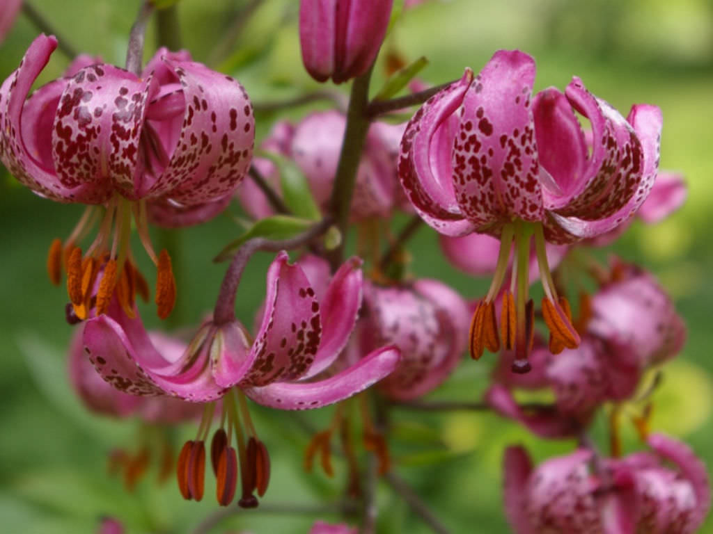 Turk's Cap Lily-Summer Flowers