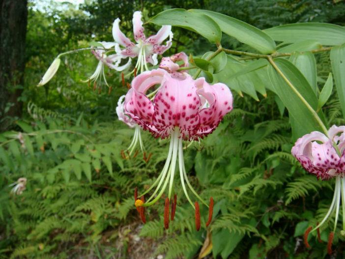 Lilium speciosum - Japanese Lily