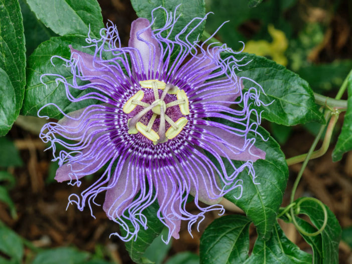 Passion Flower: A Perfect Tropical Vine for Growing Indoors | World of