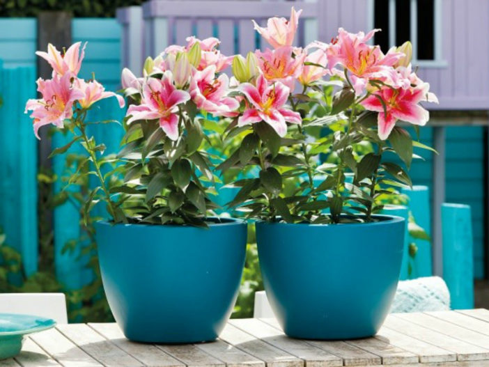 Planting Lilies in Containers