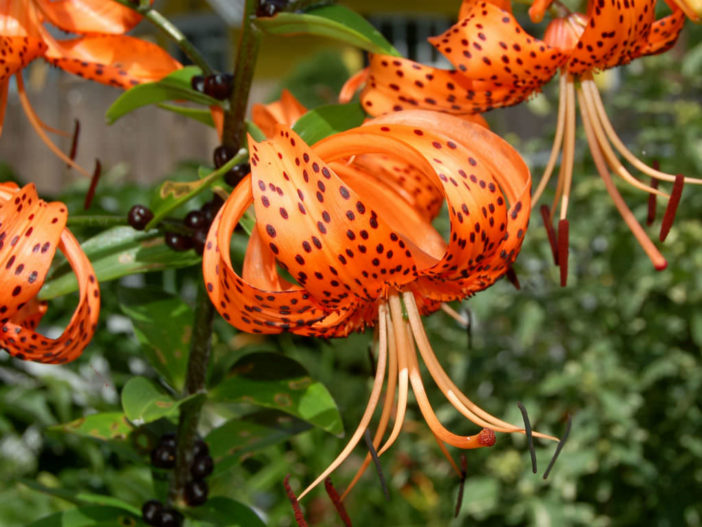 Growing Lilies (Tiger Lily)