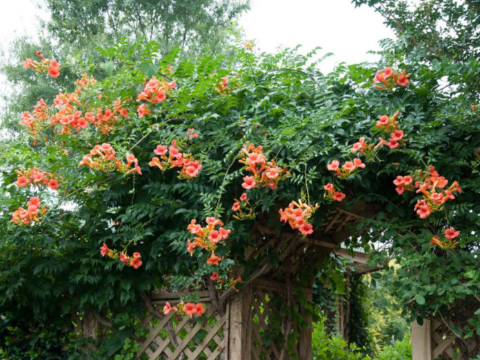How To Grow and Care for Trumpet Vine - World of Flowering Plants