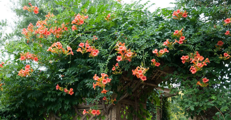 How To Grow and Care for Trumpet Vine World of Flowering