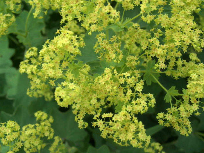 Alchemilla mollis - Lady's Mantle