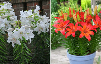 What is the Difference Between Asiatic and Oriental Lilies? Asiatic and Oriental Lilies