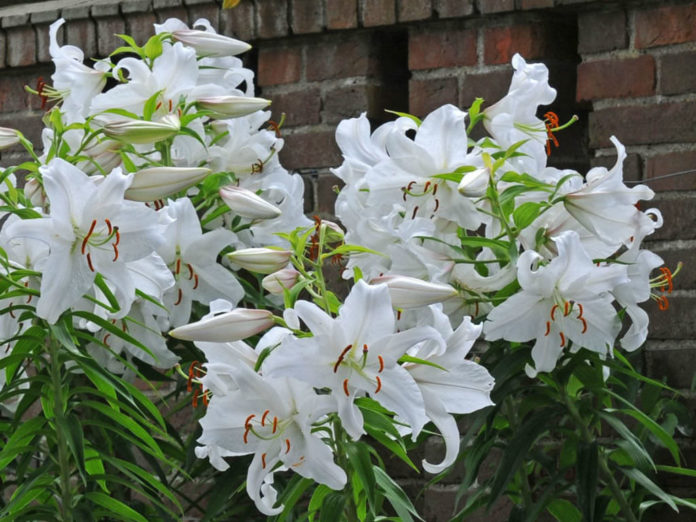 What is the Difference Between Asiatic and Oriental Lilies? - World of ...