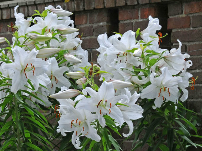 Asiatic and Oriental Lilies (Lilium 'Casa Blanca')