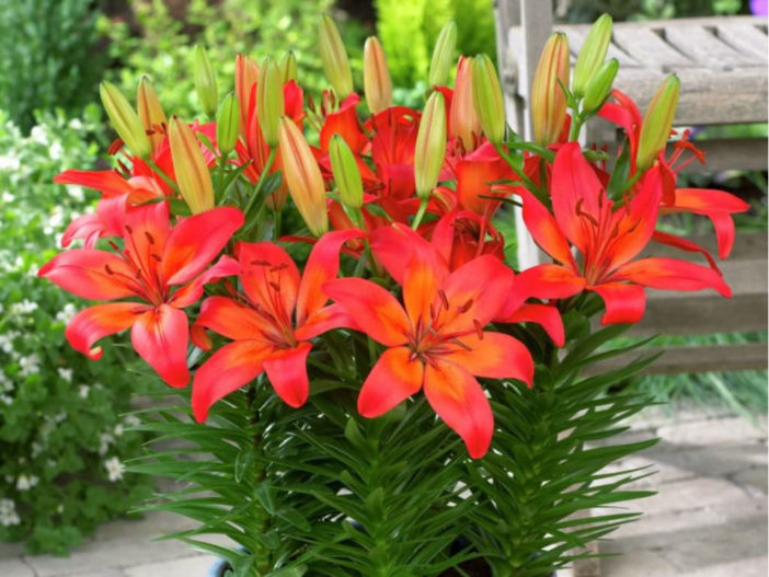 Asiatic and Oriental Lilies (Lilium 'Matrix')