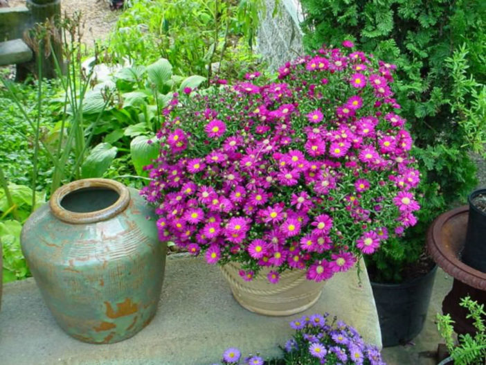 Asters in Containers