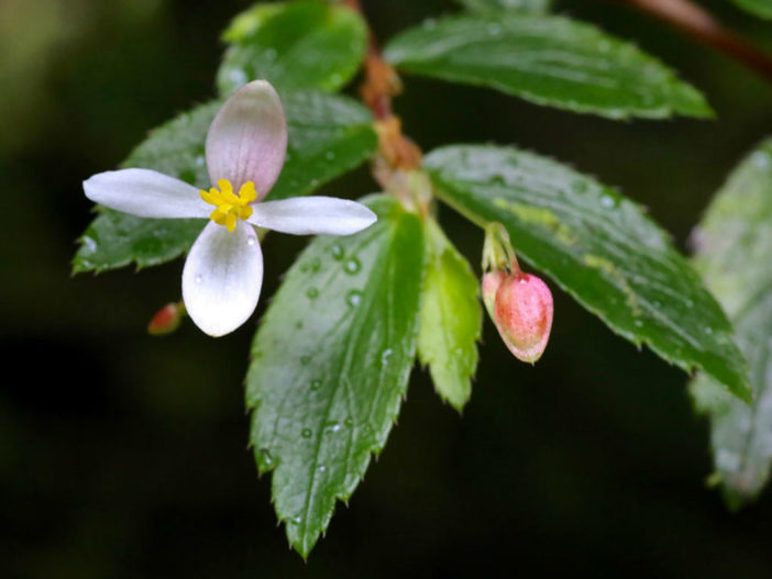 Begonia foliosa - Fern-leaved Begonia