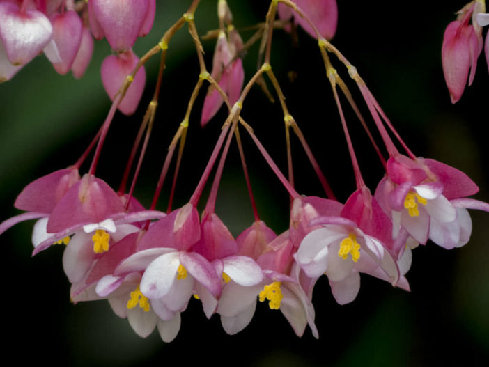 Begonia fuchsioides - Fuchsia Begonia