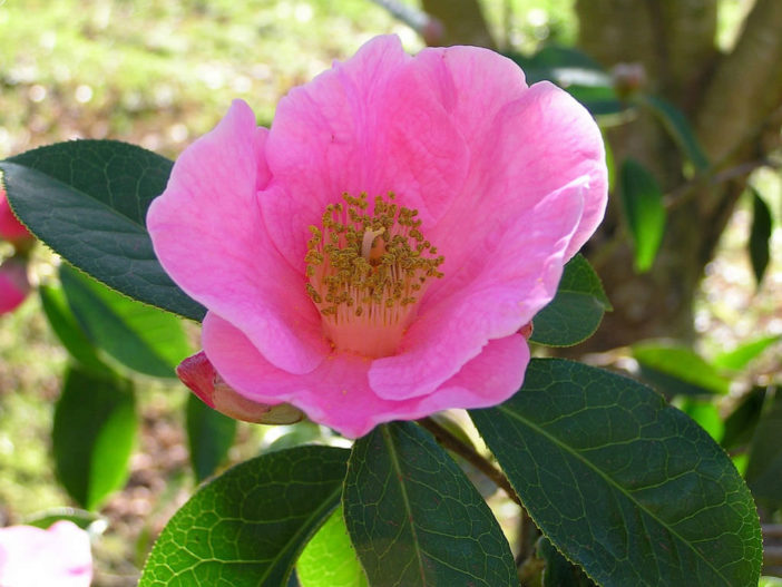 Camellia reticulata - Yunnan Camellia