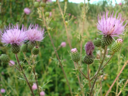 Cirsium pyrenaicum (Pyrenean Thistle) - World of Flowering Plants