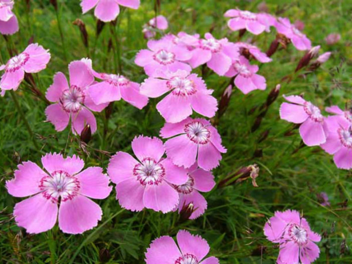 Dianthus alpinus - Alpine Pink