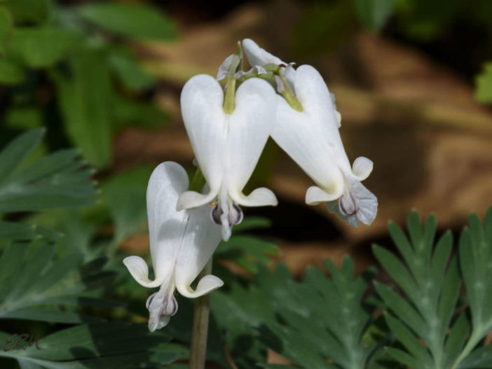 Dicentra canadensis - Squirrel Corn