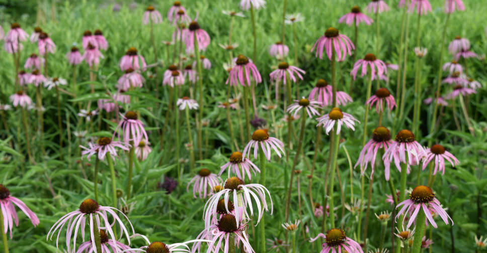 Echinacea pallida (Pale Purple Coneflower) World of Flowering Plants