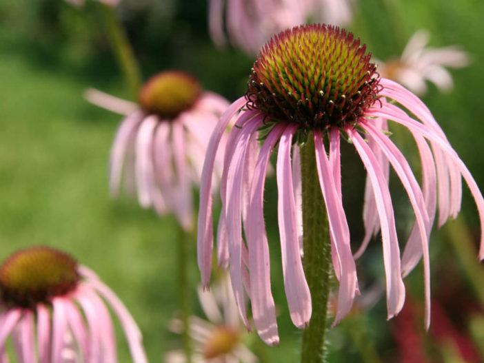 purple coneflower plants