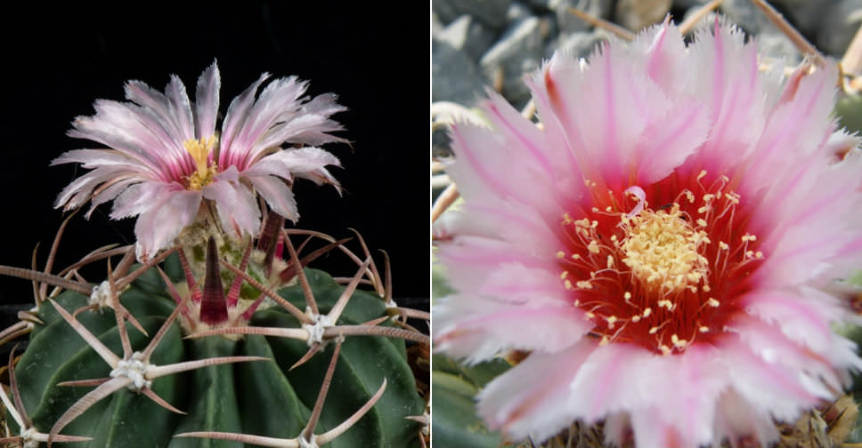 Echinocactus texensis (Horse Crippler) World of Flowering Plants
