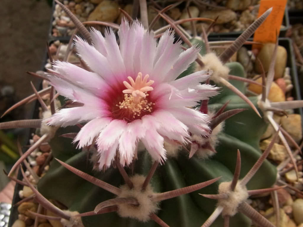 Echinocactus texensis (Horse Crippler) World of Flowering Plants