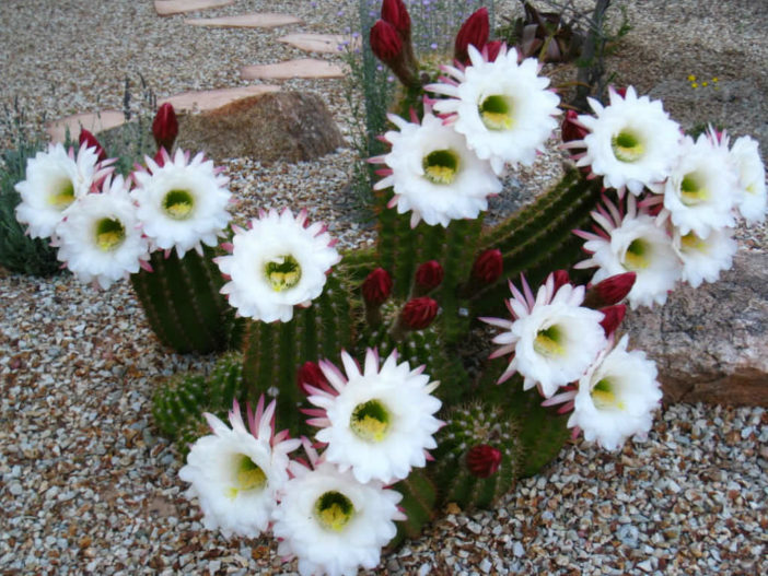 Echinopsis candicans - Argentine Giant