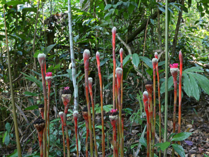 Etlingera maingayi - Malay Rose