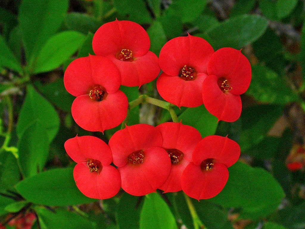 Euphorbia Milii Splendens