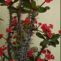 Euphorbia milii (Crown of Thorns) - World of Flowering Plants