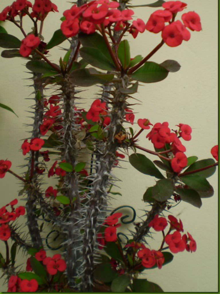 Euphorbia milii (Crown of Thorns) - World of Flowering Plants