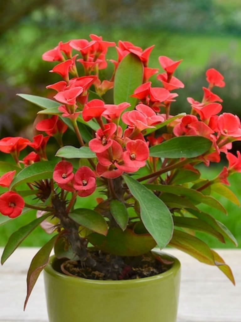 Euphorbia milii (Crown of Thorns) - World of Flowering Plants