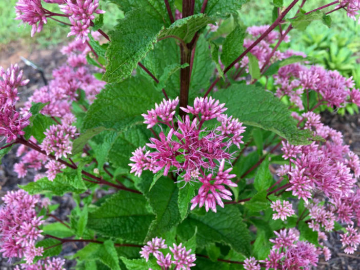 Eutrochium dubium - Coastal Plain Joe-Pye Weed