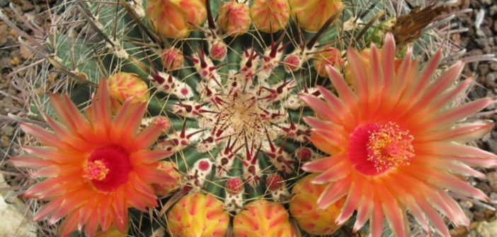 PlantFiles Pictures: Ferocactus Species, Arizona Barrel Cactus, Candy  Barrel, Fishhook Barrel, Southwestern Barrel (<i>Ferocactus wislizeni</i>)  by cacti_lover