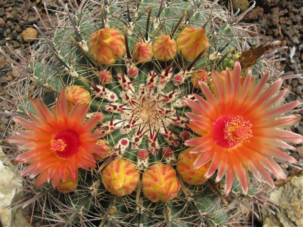 Ferocactus wislizeni (Arizona Barrel Cactus) - World of Flowering Plants