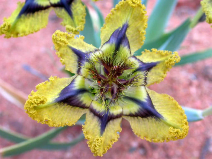 Ferraria divaricata