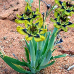 Ferraria divaricata