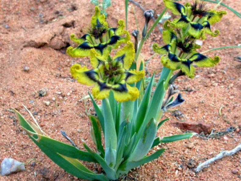 Ferraria divaricata