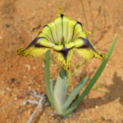 Ferraria divaricata