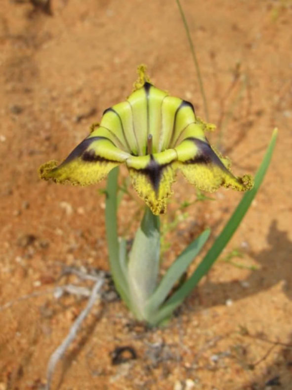 Ferraria divaricata