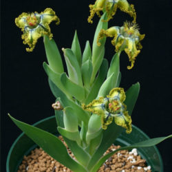 Ferraria divaricata