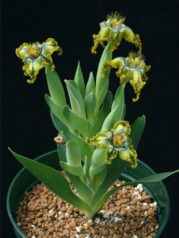 Ferraria divaricata