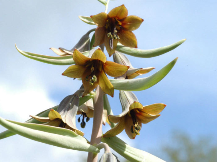 Fritillaria sewerzowii