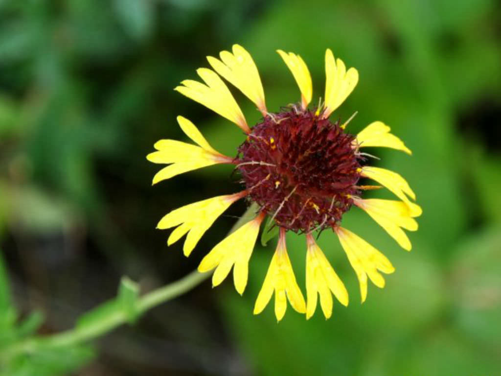 Gaillardia aestivalis (Lanceleaf Blanketflower) World of Flowering Plants