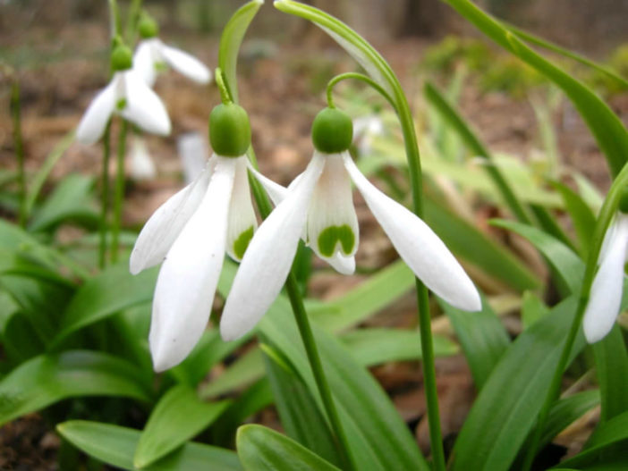 Galanthus woronowii - Green Snowdrop