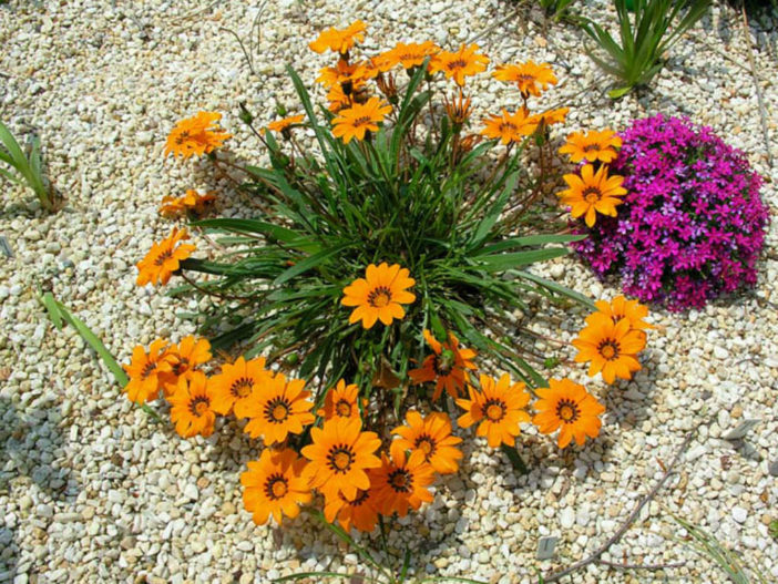 Gazania krebsiana - Terracotta Gazania