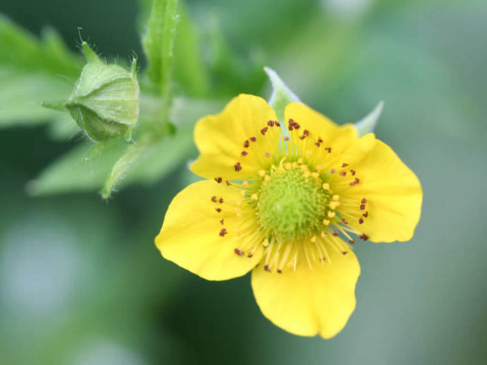 Geum aleppicum - Yellow Avens