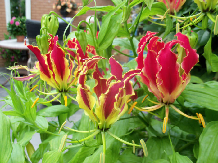 Gloriosa superba 'Rothschildiana' - Glory Lily