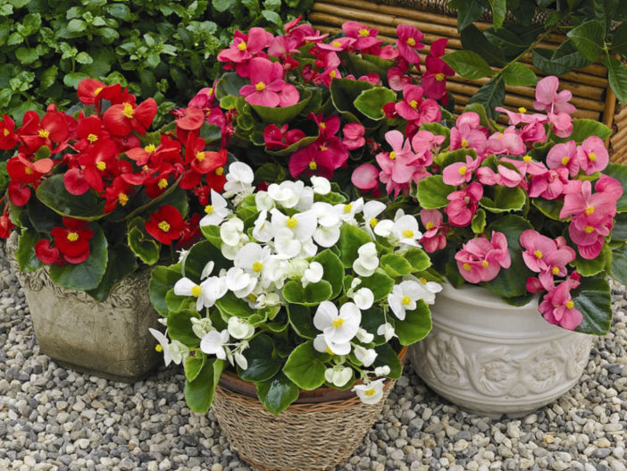 Grow Care Begonia