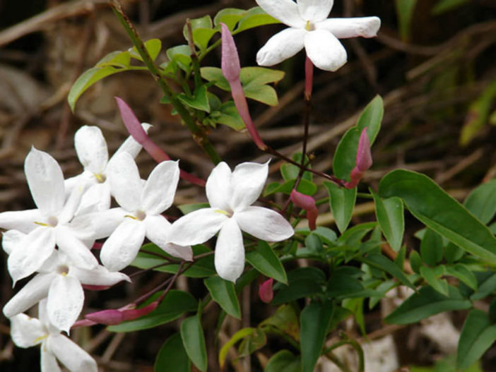 Grow and Care for Jasmine Plants (Jasminum polyanthum)