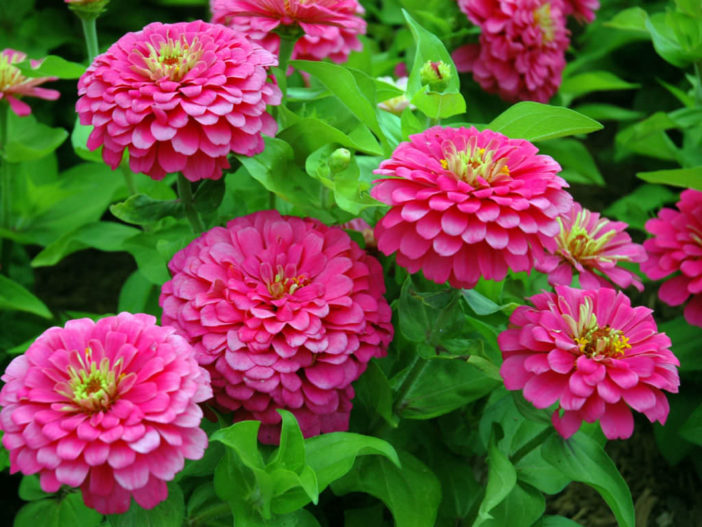 Growing Annual Flowers from Seed (Zinnia)