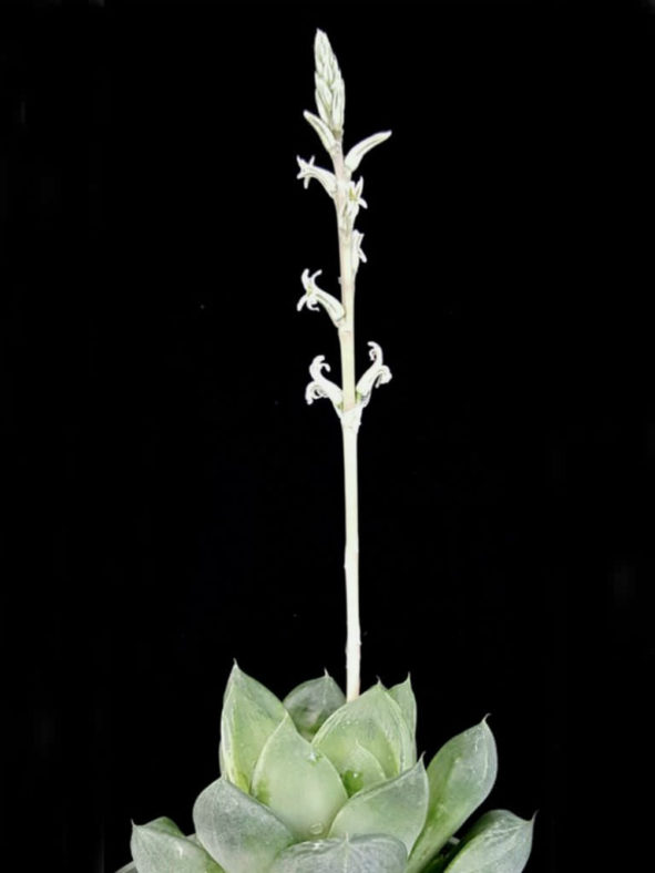 Haworthia cuspidata - Star Window Plant